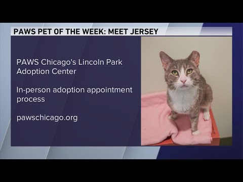 PAWS Pet of the Week: Meet Jersey