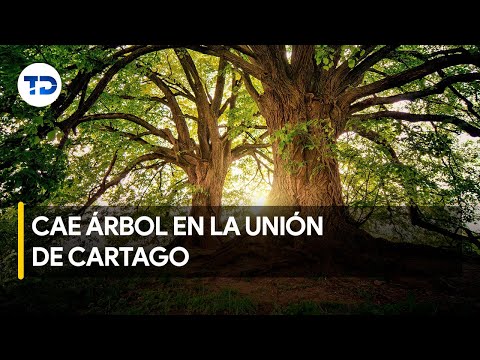 Se desploma árbol de más 150 años en La Unión de Cartago