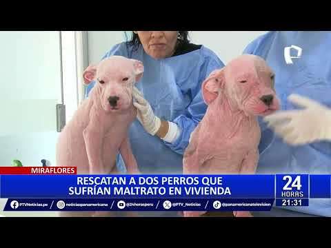 Miraflores: rescatan a dos cachorros eran maltratados en vivienda