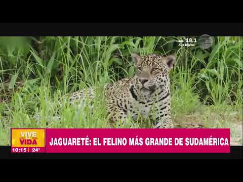 ¡Conocemos sobre el felino más grande de Sudamérica Jaguarete!  Informe En VLV