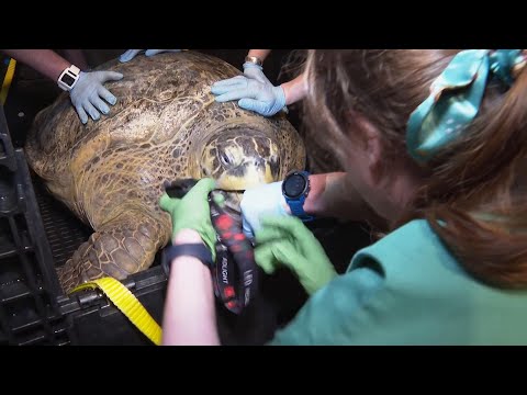 Ancient sea turtle housed at Boston aquarium for more than 50 years passes another physical