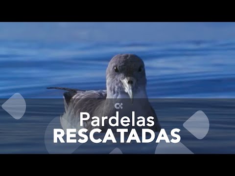 700 pardelas rescatadas en La Gomera