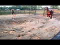 花样骑术马匹 Super fijne 4jr ruin v. Franklin + VIDEO!
