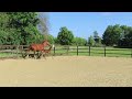 Show jumping horse Mooi hengstveulen te koop