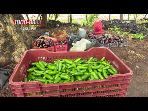 Unidos para prosperar: Cooperativa de Sébaco abastece supermercados - Nicaragua
