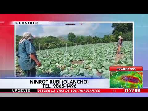 Productores de hortaliza se sienten olvidados por el gobierno en Talgua, Olancho