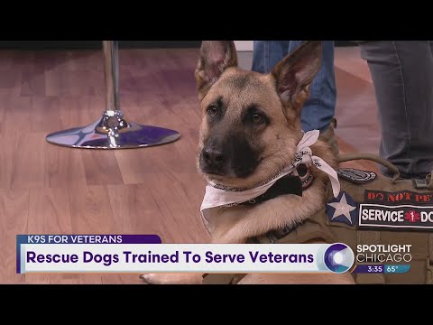Rescue Dogs Trained To Serve Veterans