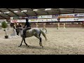 Show jumping horse Nirmette, 6yo Chacoon Blue