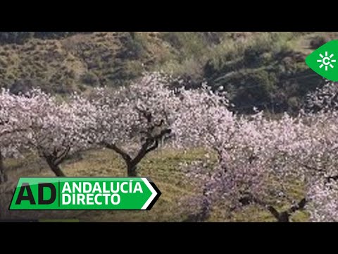 Andalucía Directo | Los almendros en flor en plena Alpujarra granadina