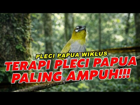 Terapi Pleci Papua Wiklus – Bikin Cepat Ngerol
