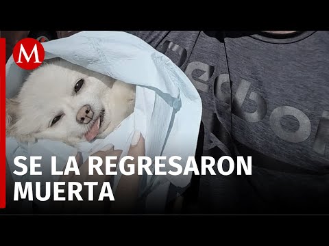 Muerte de la perrita Channel dentro de una veterinaria de Sonora se hace viral