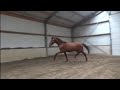 Dressage horse Bloedmooie 2 jarige hengst met veel potentie!!