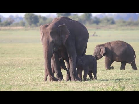 Au Sri Lanka, un possible rare cas d'éléphanteaux jumeaux | AFP