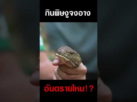 ทดลองทานพิษงูจงอางอันตรายไหม!