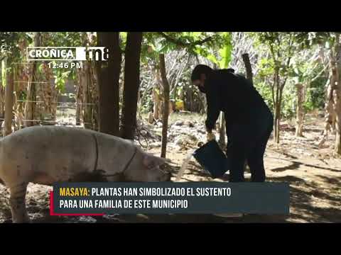 Joven inicia emprendimiento con «Patio saludable» en Masaya - Nicaragua