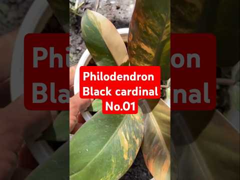 PhilodendronBlackcardinalNo