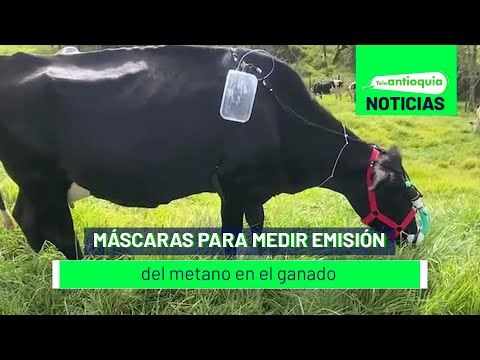Máscaras para medir emisión del metano en el ganado - Teleantioquia Noticias
