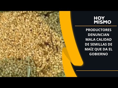 Productores denuncian mala calidad de semillas de maíz que da el gobierno