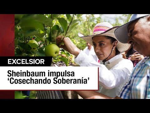 Apoyo a productores y jornaleros: Sheinbaum impulsa el programa ‘Cosechando Soberanía’