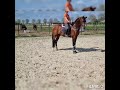 Dressage horse Hele knappe 4 jarige hengst