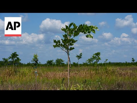 Ancient tree from India may replace petroleum, company hopes