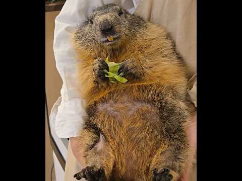 【バトオペ2】どうにか引退を免れた