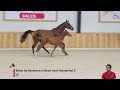 Show jumping horse BORSELLINO S41 Z