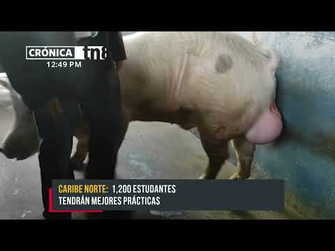 Siuna: Inauguran moderno Laboratorio de Inseminación Porcino - Nicaragua