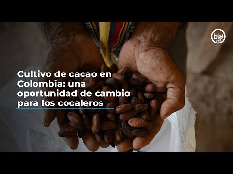 Cultivo de cacao en Colombia: una oportunidad de cambio para los cocaleros