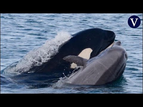 Descubierto un grupo de orcas que devoran delfines en manada