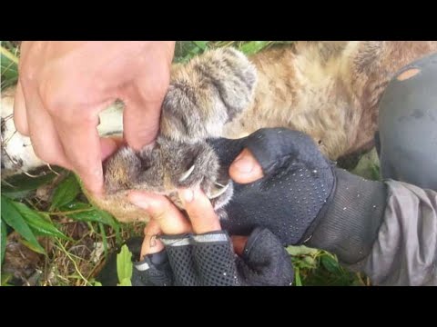 ¡Muy triste! Encontraron un puma hembra sin vida en Urrao, al parecer, fue envenenada