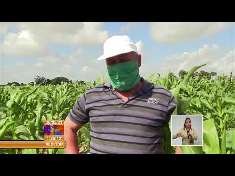 Cuba: extienden cultivo de maíz en Pinar del Río
