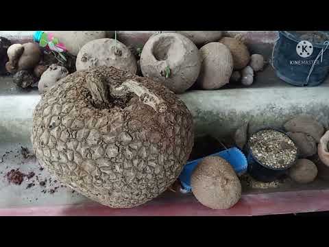 บอระเพ็ดพุงช้าง-ไม้โขดยอดนิยม- บอระเพ็ดพุงช้าง-ไม้โขดยอดนิยม-