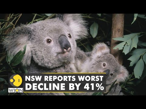 Australia report a dramatic decline in the population of Koalas, designates it as endangered species
