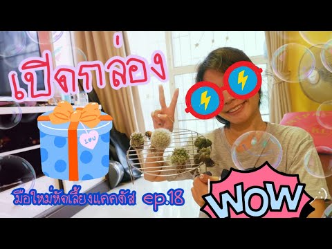 มือใหม่หัดเลี้ยงแคคตัสep18-เปิ มือใหม่หัดเลี้ยงแคคตัสep18-เปิ