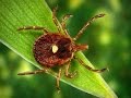A Tick That can Turn You Into a Vegetarian?