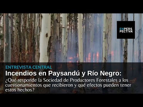 Incendios en Paysandú y Río Negro: Nelson Ledesma, Pdte. de la Sociedad de Productores Forestales