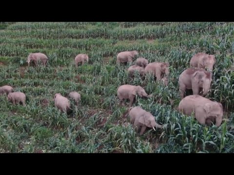 Manda de elefantes devasta cultivos en pueblos de China