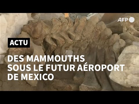 Mexico: sous le futur aéroport, une centaine de mammouths surgissent de la préhistoire | AFP