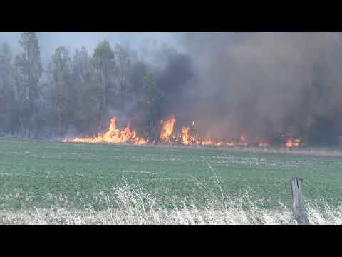Sociedad de Productores Forestales atribuyó incendios en Paysandú y Río Negro a fenómenos naturales