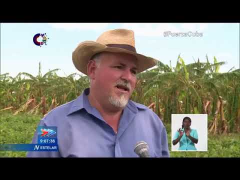 Cuba/Artemisa: Recuperar y sembrar, estrategia agrícola después del huracán Ian