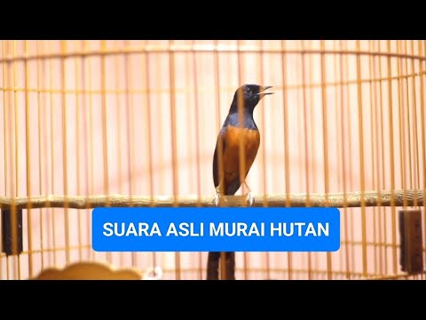 SUARA MURAI BATU HUTAN ASLI