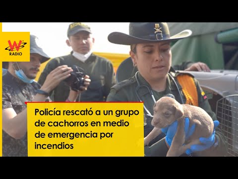 Rescate de cachorros en medio de emergencia por incendios