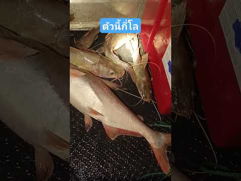 ฟิชชิ่ง มินิ Monster catfish ไอ้กดไซร์โลคลึ่งเล็กไปเลยละตัวอย่างตอนต่อไป