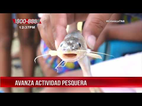 Actividad pesquera se mantiene a buen ritmo en Nicaragua