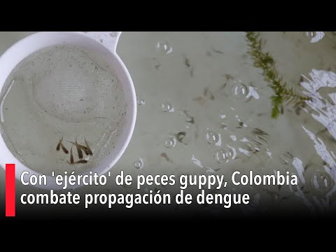 Con 'ejército' de peces guppy, Colombia combate propagación de dengue