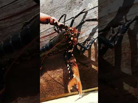 ล็อบสเตอร์-#Lobster-ไม่ใช่กุ ล็อบสเตอร์-#Lobster-ไม่ใช่กุ