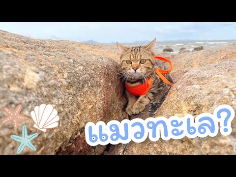แมวทะเล-เที่ยวทะเลบางแสน🌴-|-กร แมวทะเล-เที่ยวทะเลบางแสน🌴-|-กร