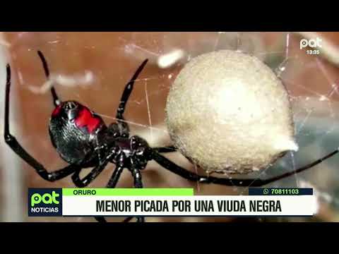 Araña viuda negra muerde un niño en Oruro