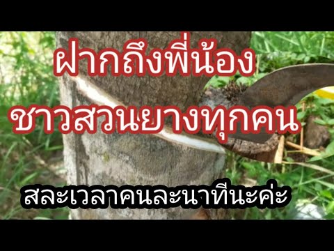 การกรีดยางพารา-ที่มีน้องหมาตาม การกรีดยางพารา-ที่มีน้องหมาตาม
